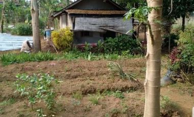 Tanah Kebun Bentuk Kotak Bagus Untuk Villa Cikole Lembang Bandung Barat