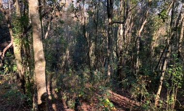 CAMPO EN VENTA SECTOR CATRICO LA MAÑANA ,  CUNCO