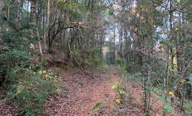 CAMPO EN VENTA SECTOR CATRICO LA MAÑANA ,  CUNCO