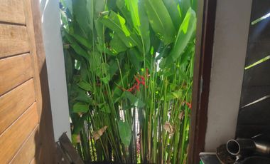 VILLA DI LOKASI STRATEGIS, DEKAT CENTRAL UBUD