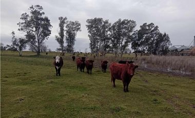 Se vende granja de 28 hectáreas en excelente ubicación.