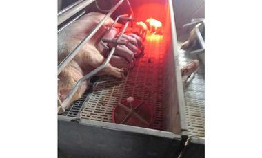Se vende granja de 28 hectáreas en excelente ubicación.