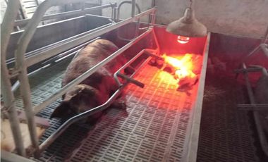 Se vende granja de 28 hectáreas en excelente ubicación.