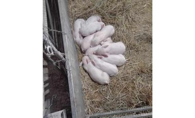 Se vende granja de 28 hectáreas en excelente ubicación.