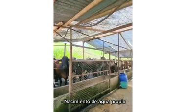 SE VENDE FINCA PRODUCTIVA  EN LA VIRGINIA ENTRADA CAIMALITO