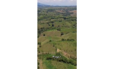 SE VENDE FINCA PRODUCTIVA  EN LA VIRGINIA ENTRADA CAIMALITO