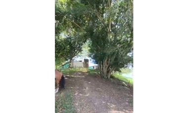 SE VENDE FINCA PRODUCTIVA  EN LA VIRGINIA ENTRADA CAIMALITO