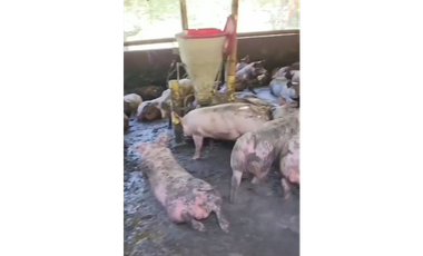 SE VENDE FINCA PRODUCTIVA  EN LA VIRGINIA ENTRADA CAIMALITO