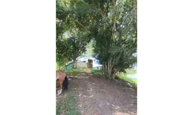 SE VENDE FINCA PRODUCTIVA  EN LA VIRGINIA ENTRADA CAIMALITO