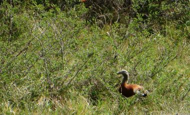 Campo 719 Has Con Laguna Valle Cochamo