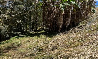 Venta lote en Rionegro sector Llanogrande