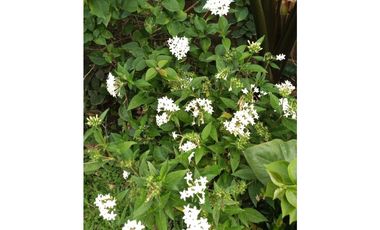 CASA CAMPESTRE EN VENTA EN SANTGUEDA PALESTINA | CASA DE CAMPO