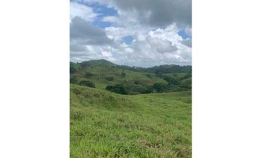 VENDO TERRENO EN CORREGIMIENTO  DE OBALDA LA CHORRERA.CRIA DE GANADO