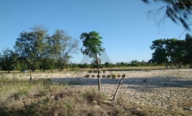 Tanah Murah Dekat Hutan Cemara Laipori