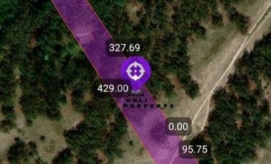 Tanah Murah Dekat Hutan Cemara Laipori