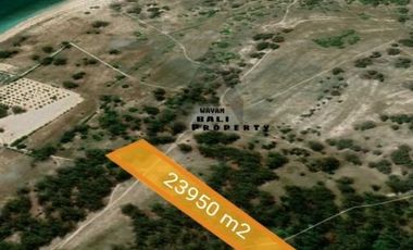 Tanah Murah Dekat Hutan Cemara Laipori