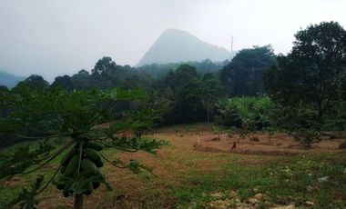Dijamin Ga Kemahalan Tanah Produktif Kebun Durian