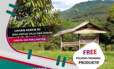 Dijamin Ga Kemahalan Tanah Produktif Kebun Durian