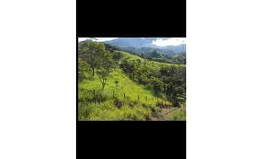 VENDO TITULADAS  39 HECTAREAS EN GUALACA