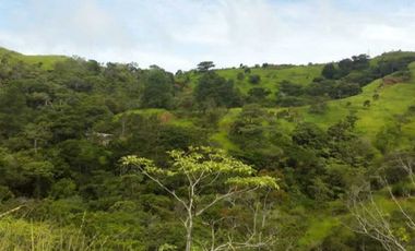 VENDO TITULADAS  39 HECTAREAS EN GUALACA