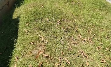 lote en venta en aves maría. Cod V6235