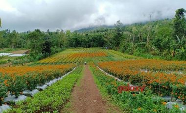 DIJUAL TANAH TITIGALAR BATURITI TABANAN, BALI