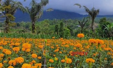 DIJUAL TANAH TITIGALAR BATURITI TABANAN, BALI