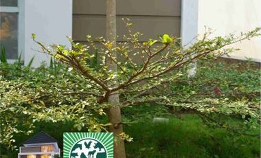 perumahan cluster sidomukti salatiga termurah dan ternyaman di jawa tengah