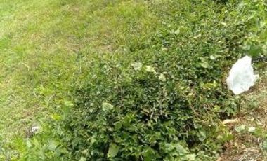 Tanah Datar Siap Bangun Lingkungan Asri Adem Cihanjuang Parongpong KBB