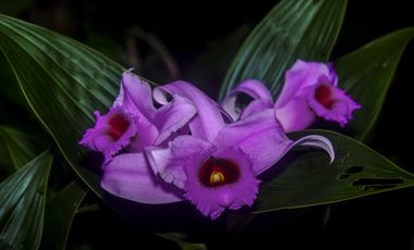 CASA EN VENTA EN LA MONTAÑA DE TRES PISOS,  2500M2, EN ALTOS DEL MARIA