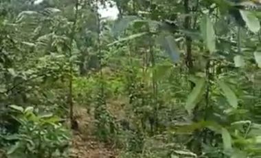 Jual tanah kebun datar pinggir jalan desa Kiarapedes Wanayasa Purwakarta Jawa Barat