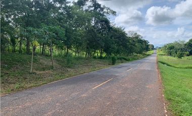 VENTA FINCA GANADERA EN VA PRINCIPAL HACIA CERRO CAMA LA CHORRERA