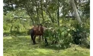 VENTA FINCA GANADERA EN VA PRINCIPAL HACIA CERRO CAMA LA CHORRERA