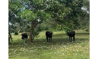 VENTA FINCA GANADERA EN VA PRINCIPAL HACIA CERRO CAMA LA CHORRERA