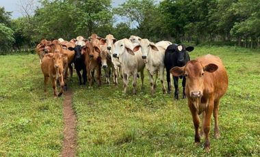 VENTA FINCA GANADERA EN VA PRINCIPAL HACIA CERRO CAMA LA CHORRERA