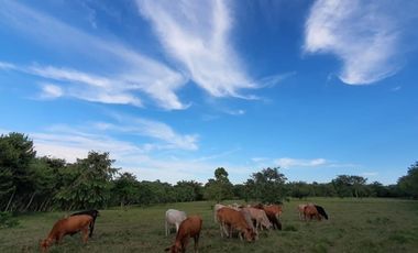 VENTA FINCA GANADERA EN VA PRINCIPAL HACIA CERRO CAMA LA CHORRERA