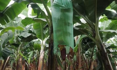 Terreno en Venta sector Catarama