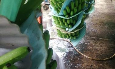 Terreno en Venta sector Catarama