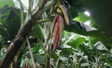 Terreno en Venta sector Catarama