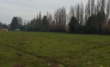 PARCELAS DE 5.000 M2, EN SECTOR LA ESPERANZA, ESTACIÓN VILLA ALEGRE, COMUNA DE YERBAS BUENAS, (LUZ ELÉCTRICA INCLUIDA).