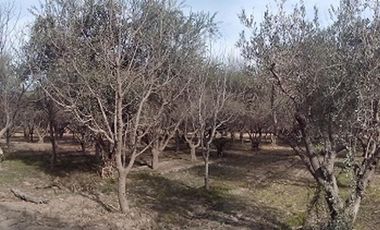 EXCELENTE FINCA EN LA PRIMAVERA - GUAYMALLEN - MENDOZA