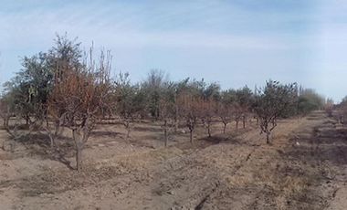 EXCELENTE FINCA EN LA PRIMAVERA - GUAYMALLEN - MENDOZA