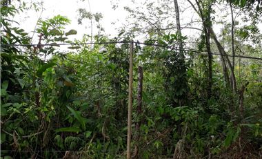Se Vende Terreno 5.1 Hectareas Gatuncillo, Colón