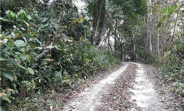 Se Vende Terreno 5.1 Hectareas Gatuncillo, Colón