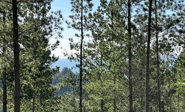 Sitio en Venta en Loteo Fundo Boyeruca, Nuevo terreno en venta