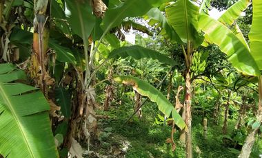 FINCA EN VENTA EN FILADELFIA-CALDAS