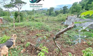 VENDO LOTE CON ARBOLES FRUTALES