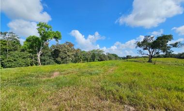 Se vende finca de 7 hectáreas en Las Yayas, La Chorrera
