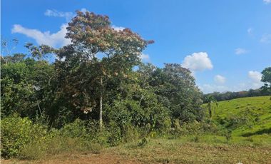 Se vende finca de 7 hectáreas en Las Yayas, La Chorrera