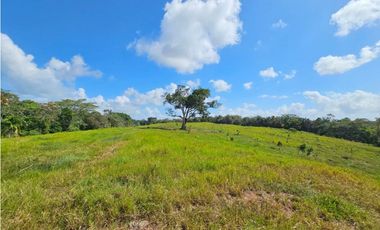 Se vende finca de 7 hectáreas en Las Yayas, La Chorrera